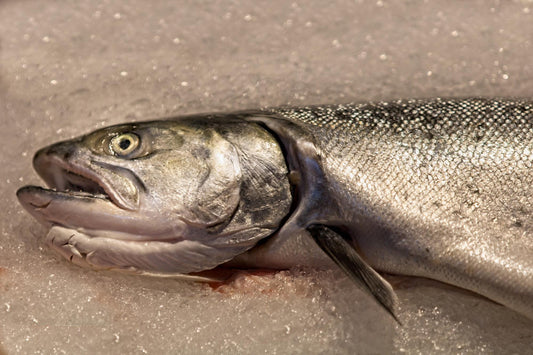 Gulf of Carpentaria barramundi 