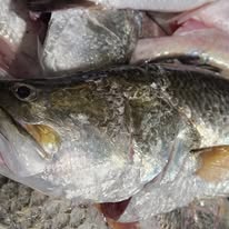 When a Wild Caught Barramundi Box Beats Supermarket Fish