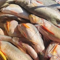 From Boat to Box: How Wild-Caught Barramundi Fillets Stay so Fresh