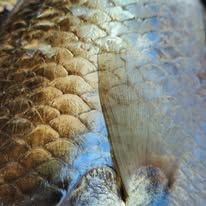 Planning a Seafood Feast with a Wild Caught Barramundi Box