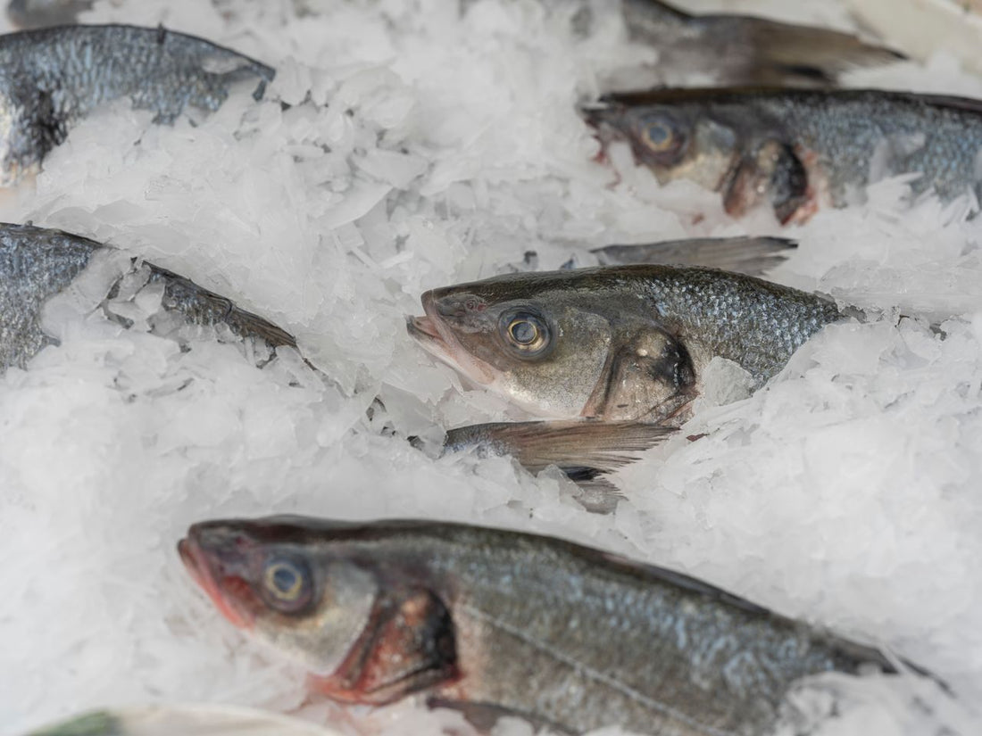 Barramundi