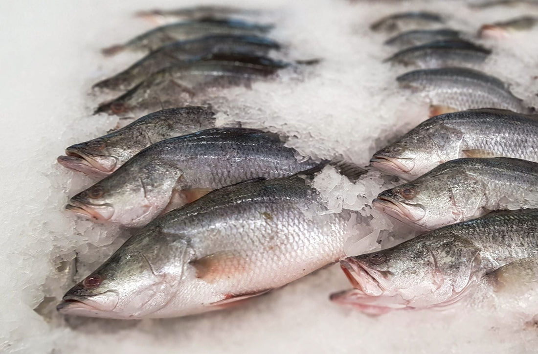 Why Chefs Love Snap Frozen Barramundi for Consistent Menus