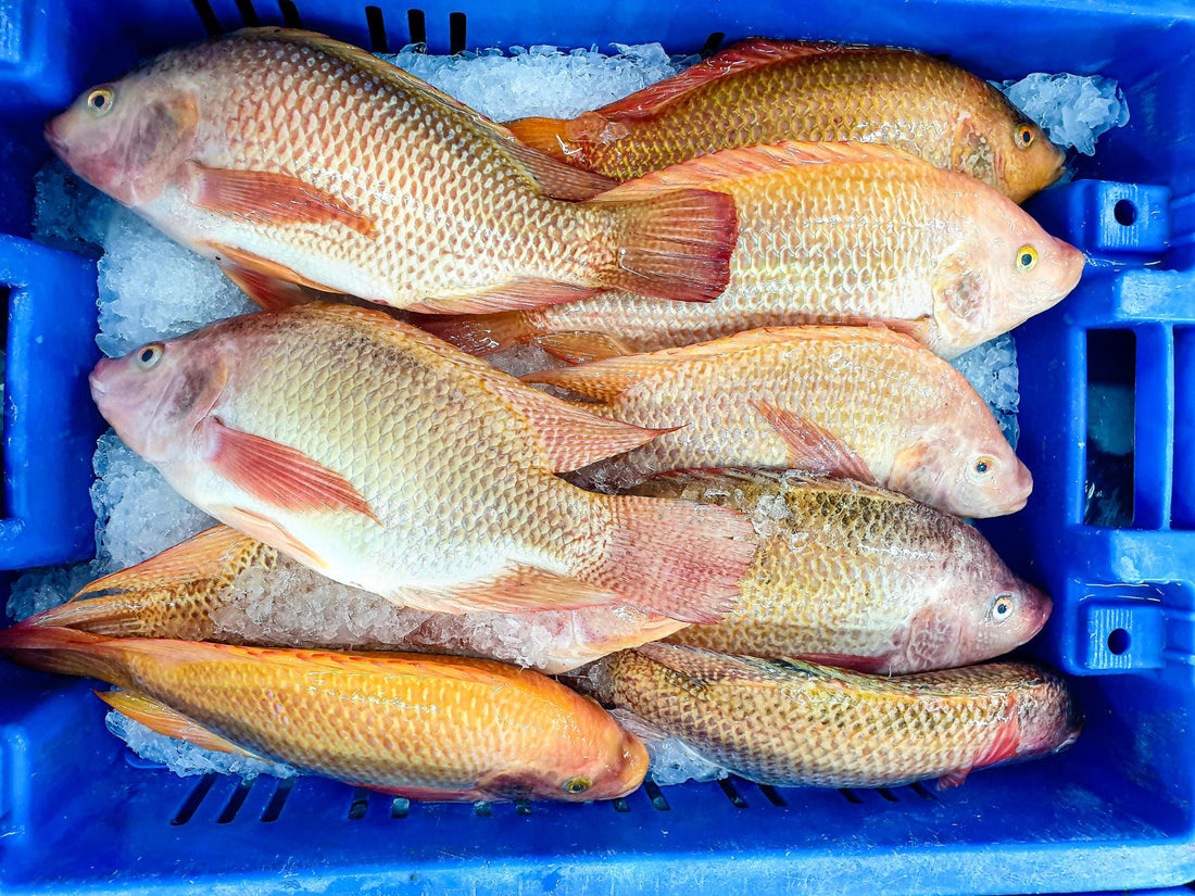 Barramundi Box