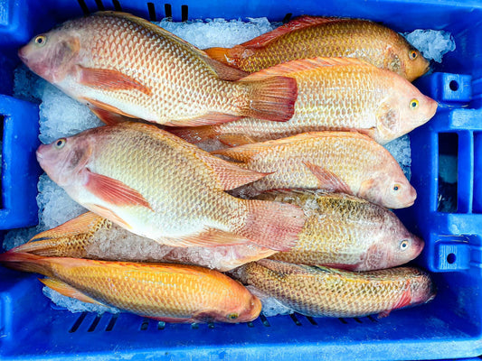 Barramundi Box
