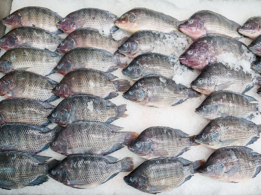 Fish Box
