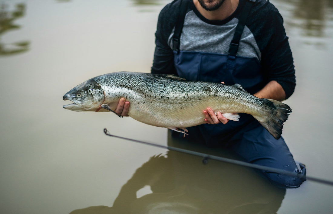 Salmon