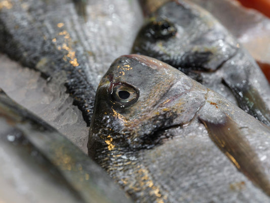 Wild-Caught Barramundi