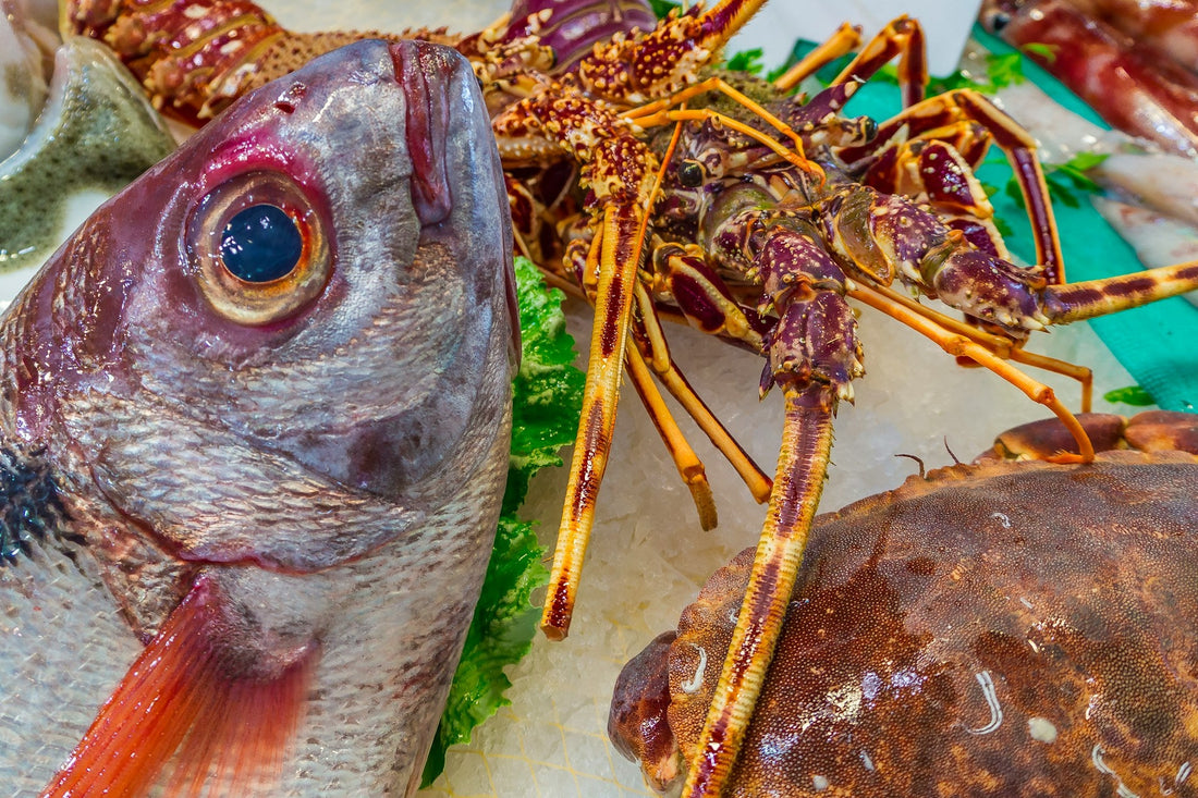 Inside the DragonPearl Seafoods Online Shop: From Gulf Catch to Freezer