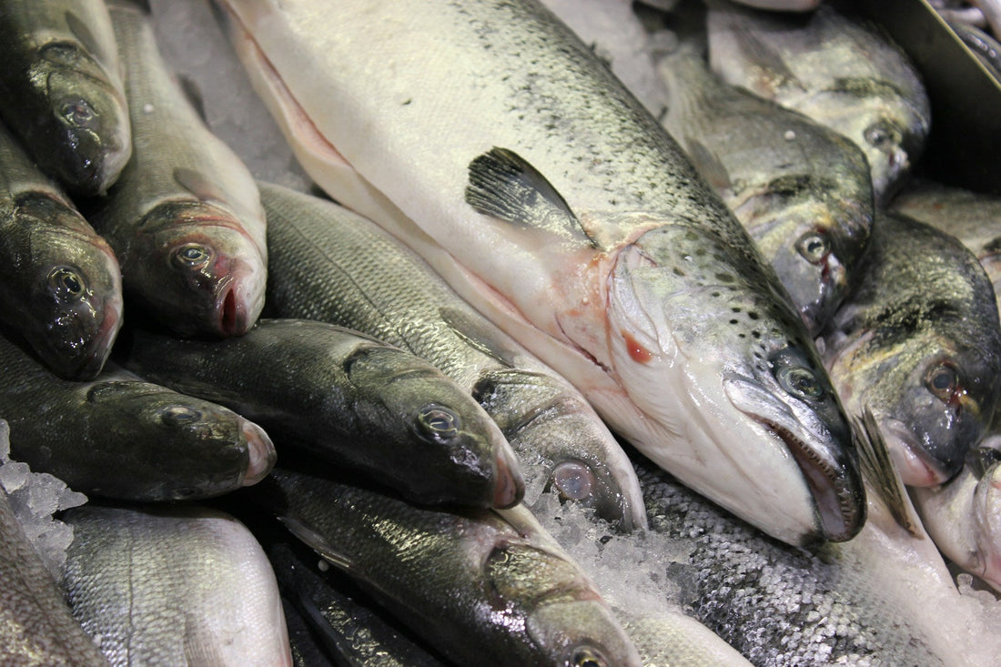 Wild-Caught Seafood Boxes: the Paper Trail Behind Gulf Catches