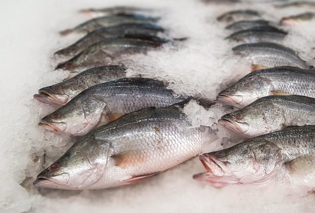 Barramundi 