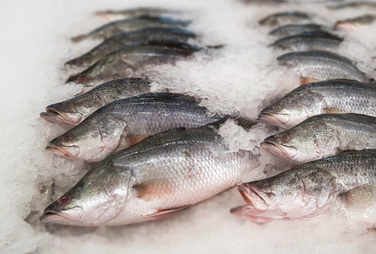 Barramundi 