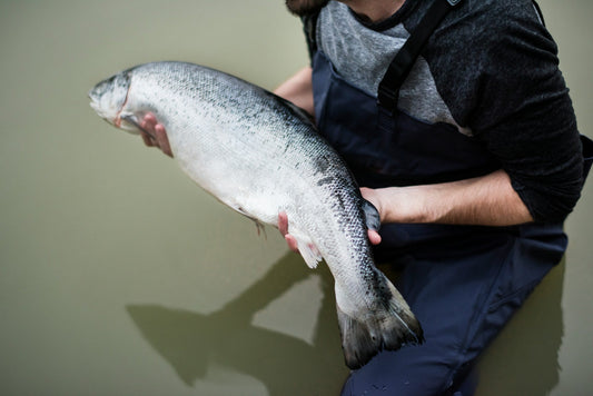 Threadfin Salmon