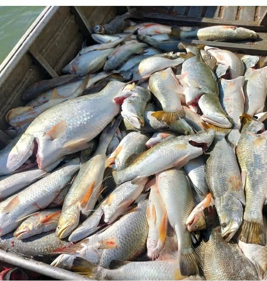 Wild Seafood Buyer’s Guide: How to Verify Sustainability and Traceability