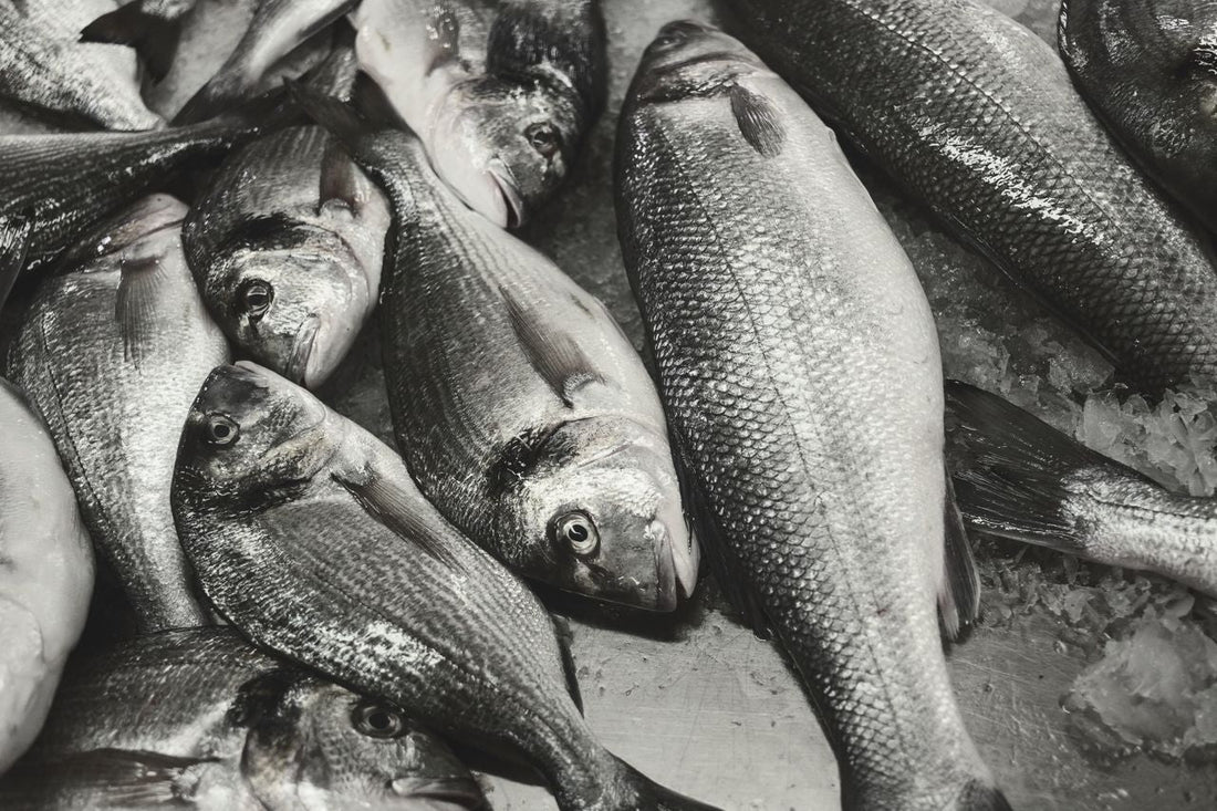 Barramundi 