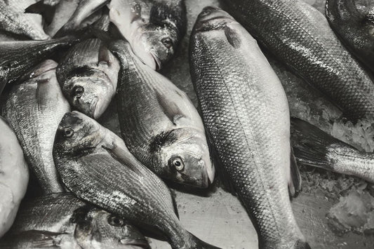 Barramundi 