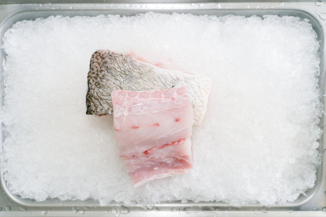 barramundi