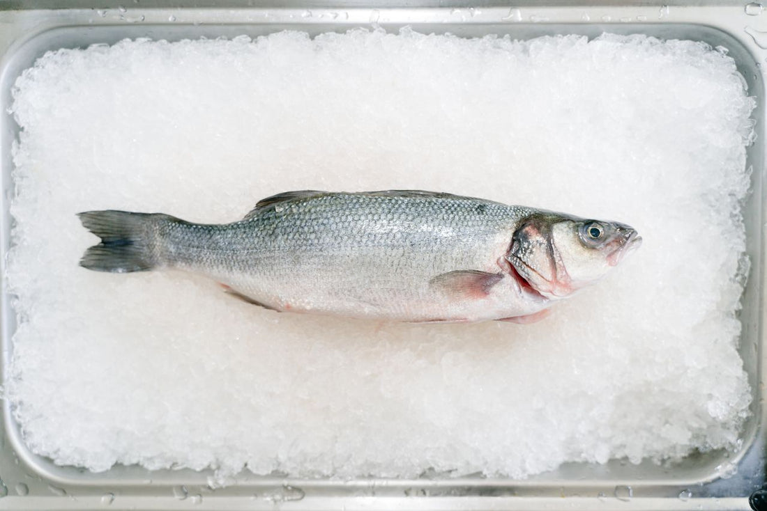 barramundi