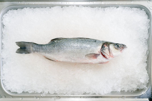 barramundi