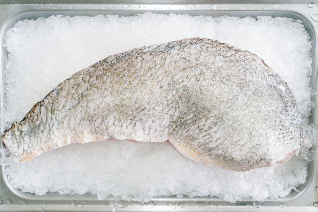 Barramundi 