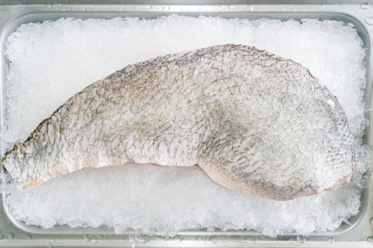 Barramundi 