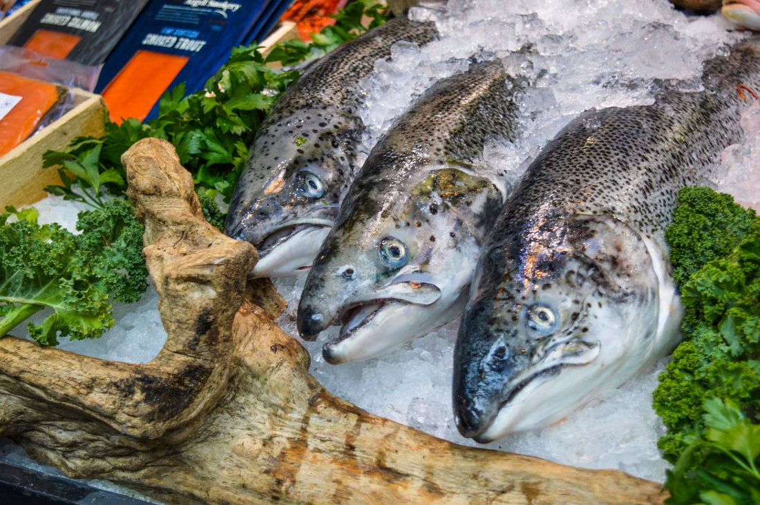 salmon